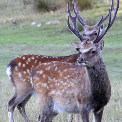 Deer and Other Wildlife