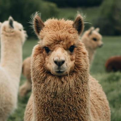 Llamas